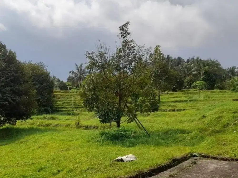 DIJUAL KEBUN DURIAN PRODUKTIF DI SELEMADEG BARAT