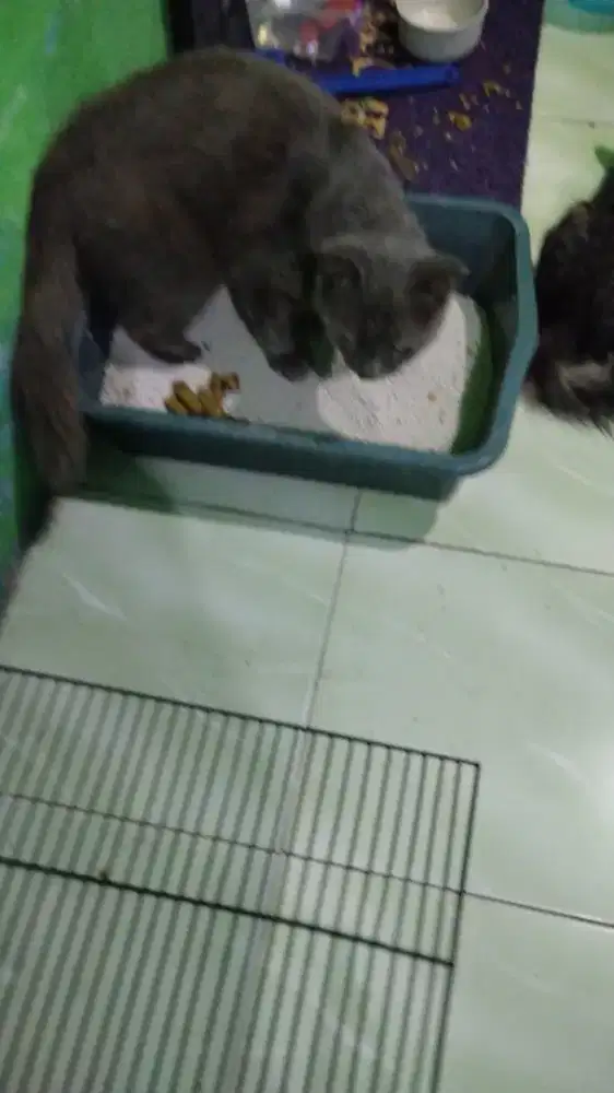 Free adopt kucing BSH