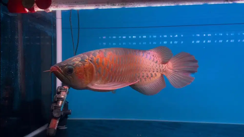 Ikan Arwana SR Super Red 52cm