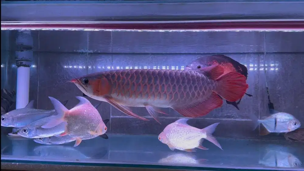 Ikan arwana SR Super Red 48cm
