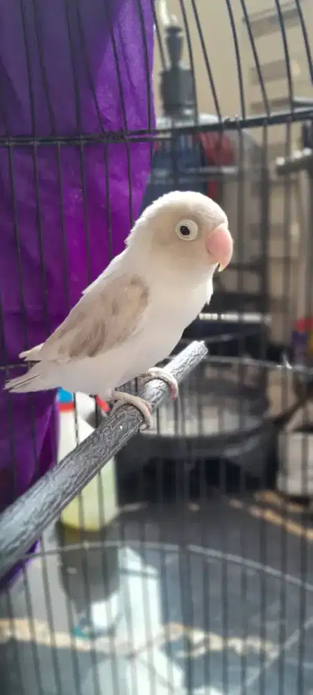 Lovebird betina