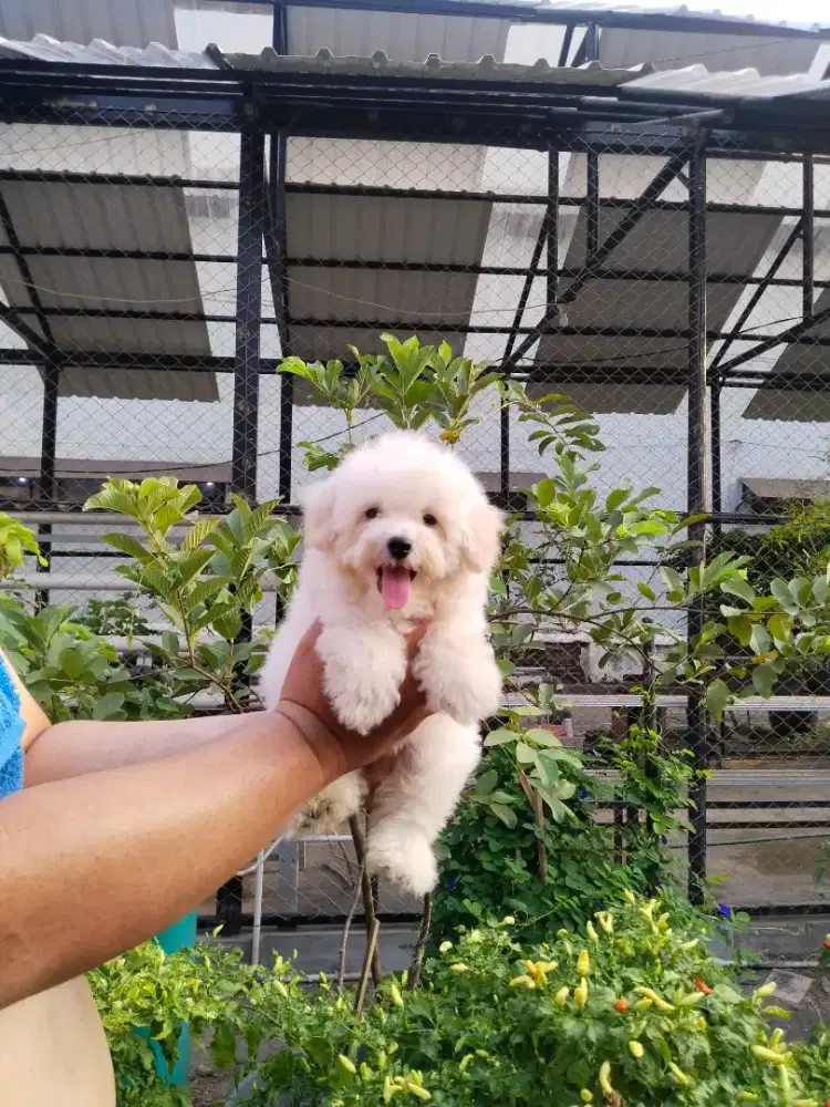 Anak anjing poodle