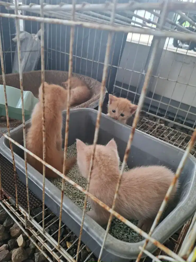 Kitten Persia 2 bulan