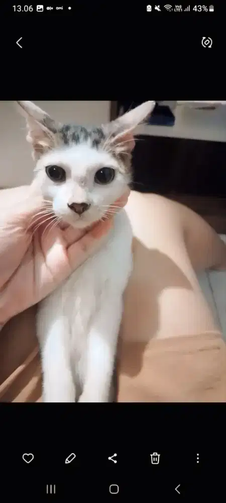 Adop kucing dewasa putih mix abu,manja&penurut