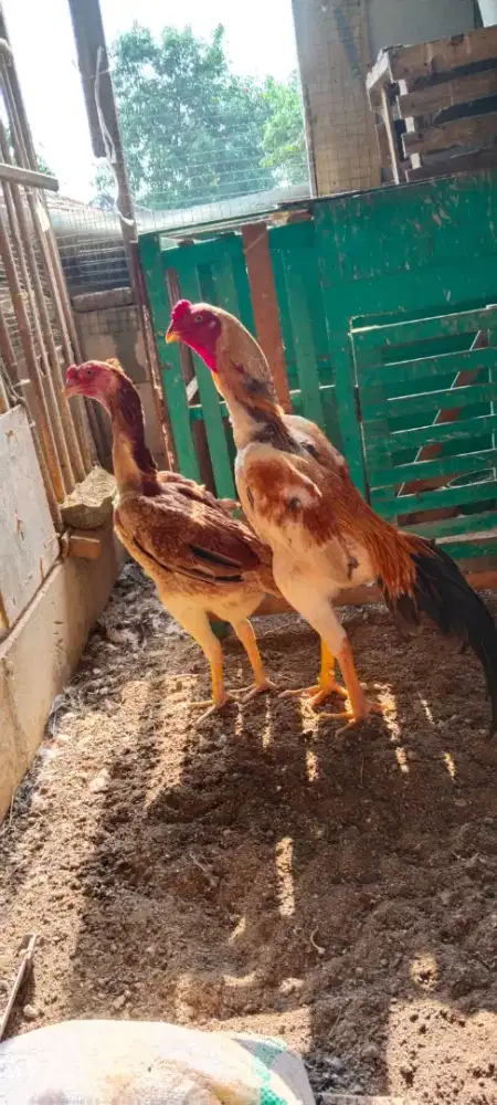 Ayam shamo eropa zuchter sepasang.