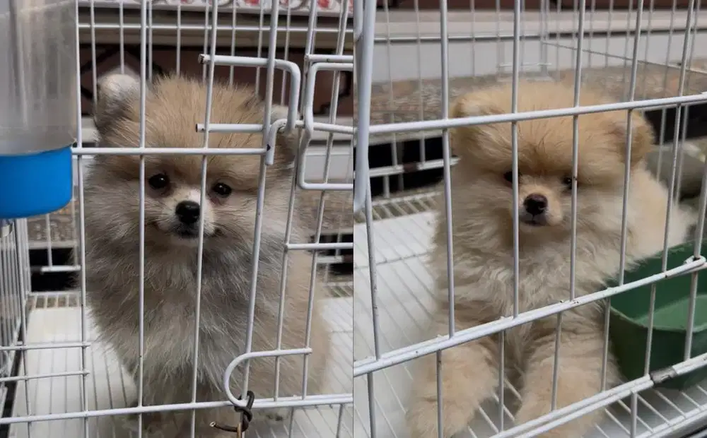 MINIPOM POMERANIAN STAMBUM