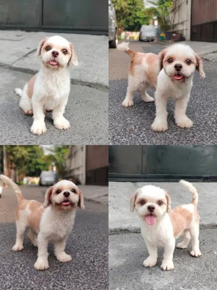 DIJUAL SHITZU JANTAN