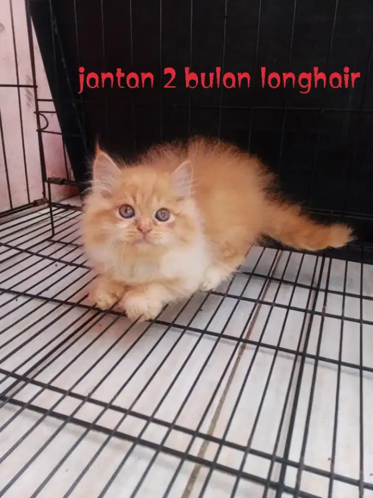 Kucing Persia flatnose