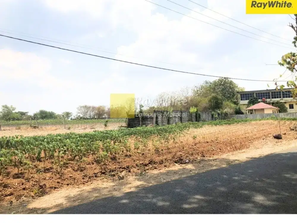 DIjual Tanah DI gunung sugih, Lampung Tengah (Kode RE 3830)