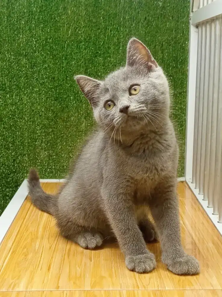 Kitten BSH blue solid