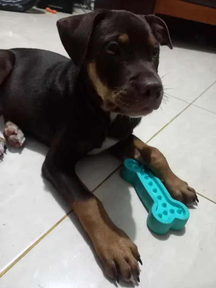 Anakan pitbull mixdom