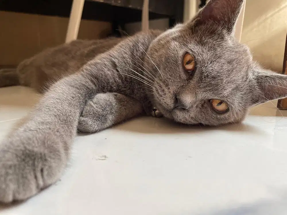 Bsh 6 bulan jantan