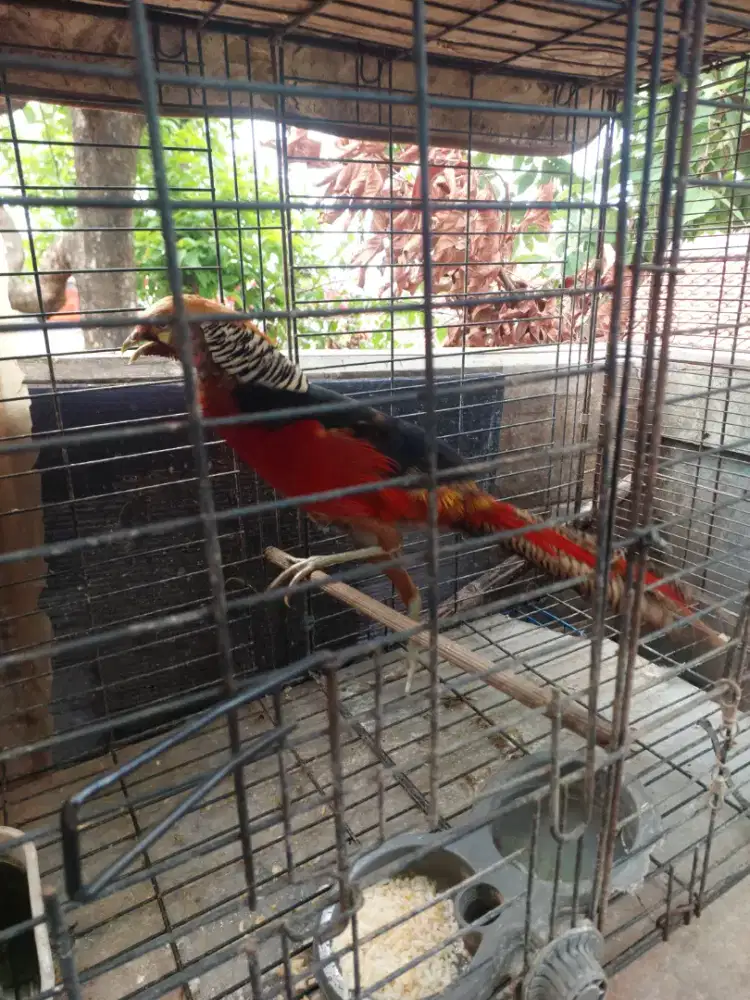 Ayam Golden pheasant