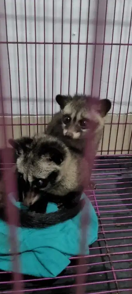 Musang pandan sepasang