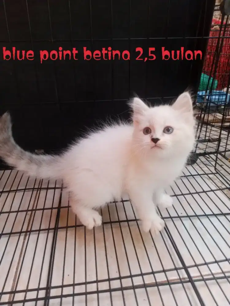 Kucing Persia Himalaya