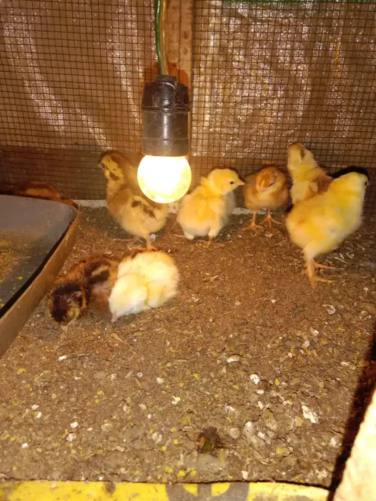 Doc ayam kampung unggul