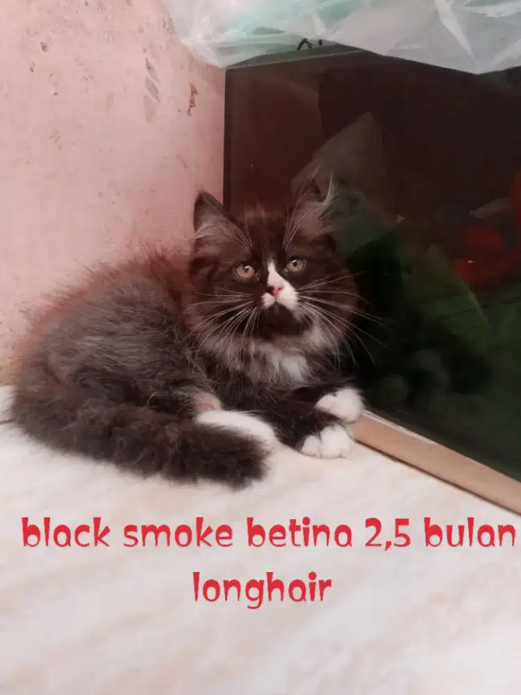 Kucing Persia medium