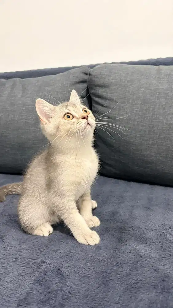 Pure BSH Shaded Silver