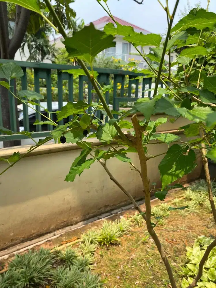 Lowongan kerja untuk lansia