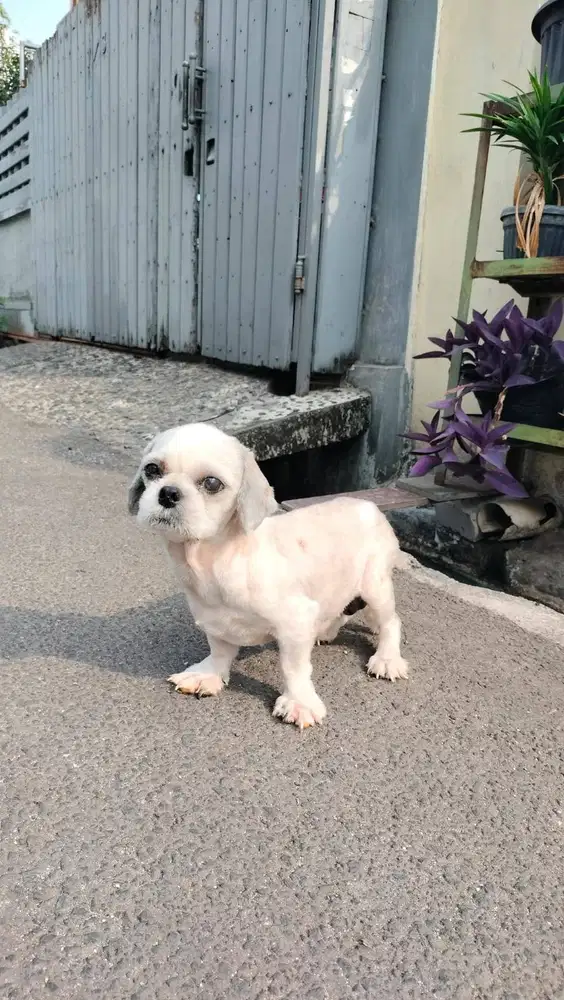JUAL SHITZU JANTAN