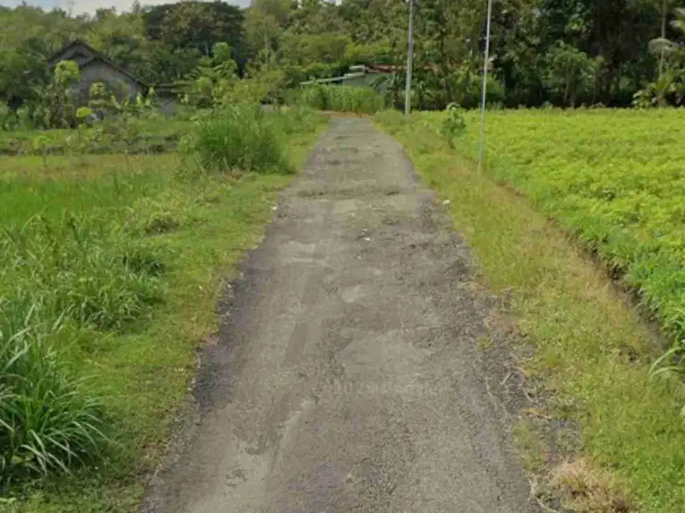 Jual Cepat Tanah Pekarangan View Sawah di Sentolo Kulon Progo