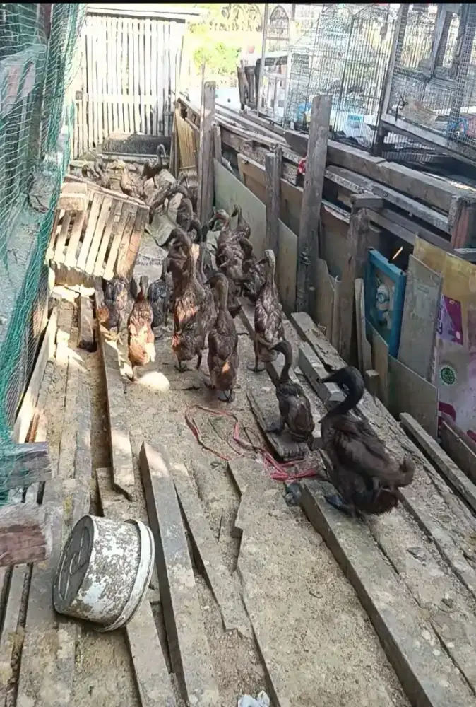 Bebek jantan pedaging