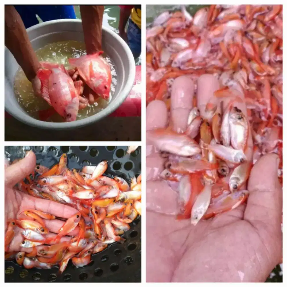 Paket hemat isi 50 nila merah