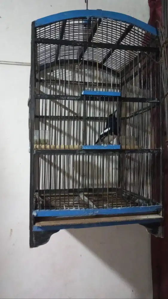 Burung Kacer berikut kandang