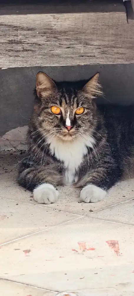 Kucing cantik ganteng bulu tebal