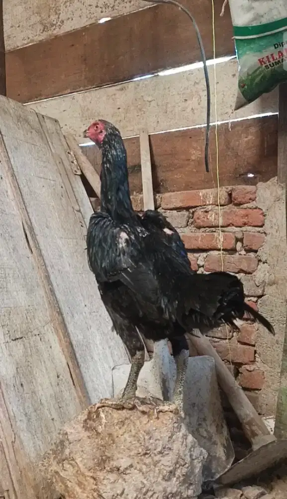 Indukan produksi super