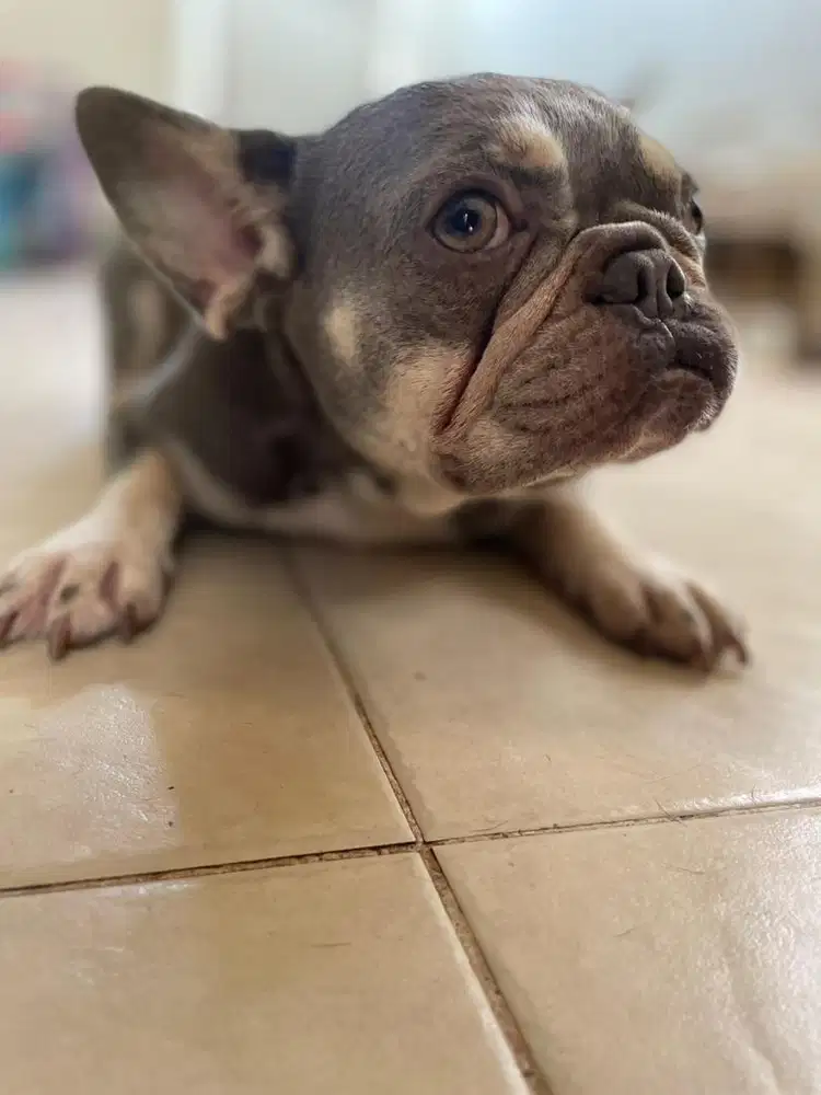 lilac tan betina indukan
