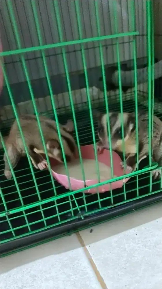 Jual Sugar glider