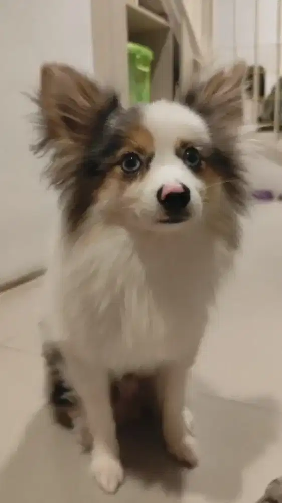 Anjing Minipom Merle mix Husky Jantan ( Pomsky )