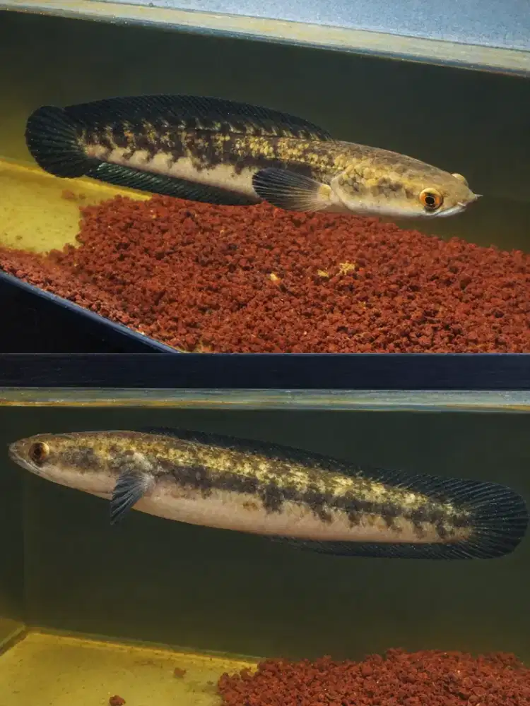 Ikan Chana Maru YS