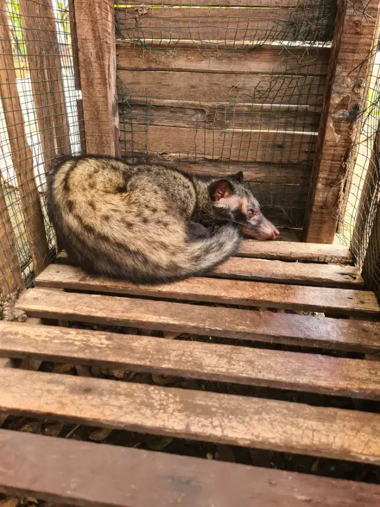 Musang atau Luwak
