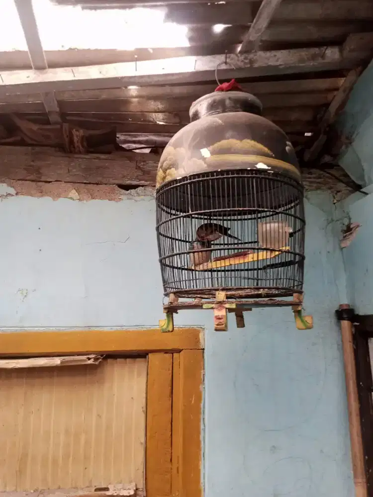 Burung perkutut lokal