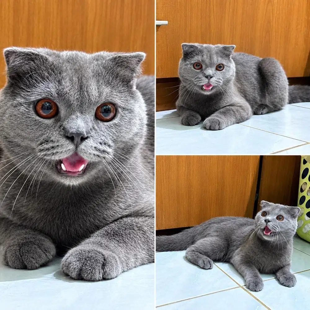 Scottish foldz jdhin bsh exo munchkin ragdoll sphynx