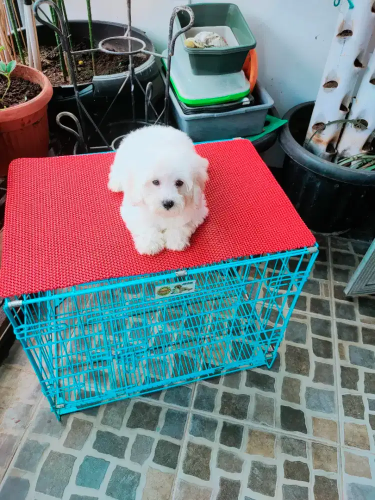 Sale puppy toy poodle white