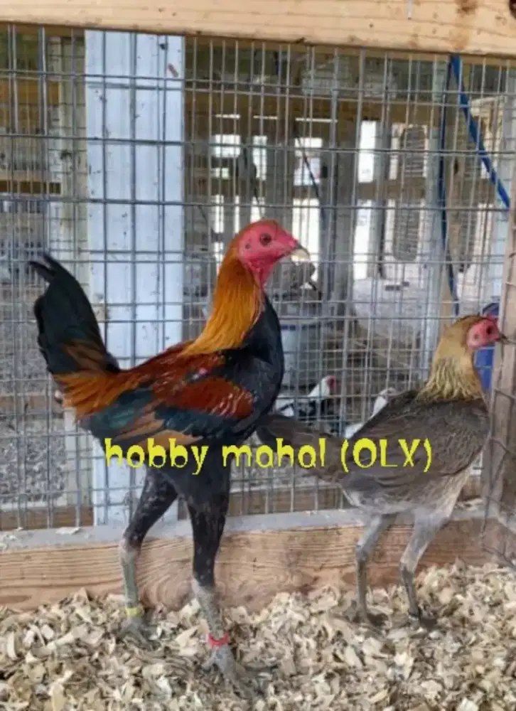 Ayam hias modern game bantam jangkung cungkring import antik langka