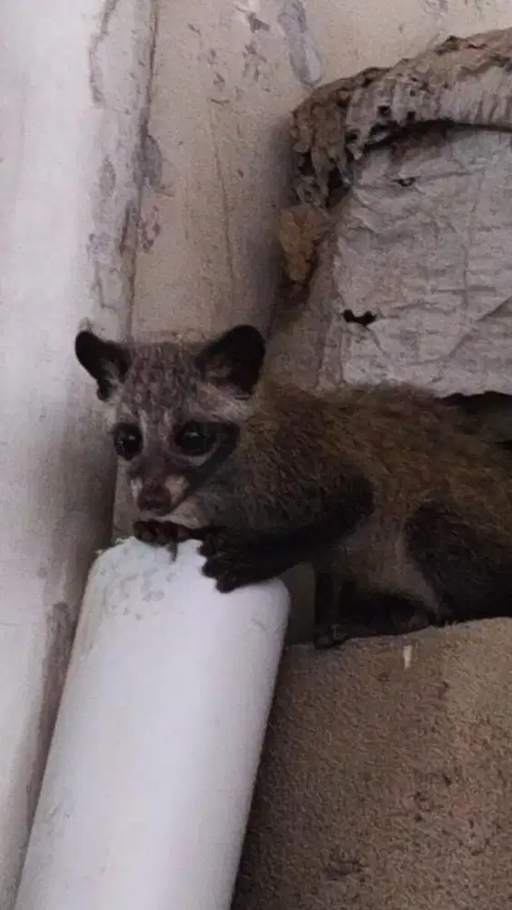 Musang Pandan 2 bulan