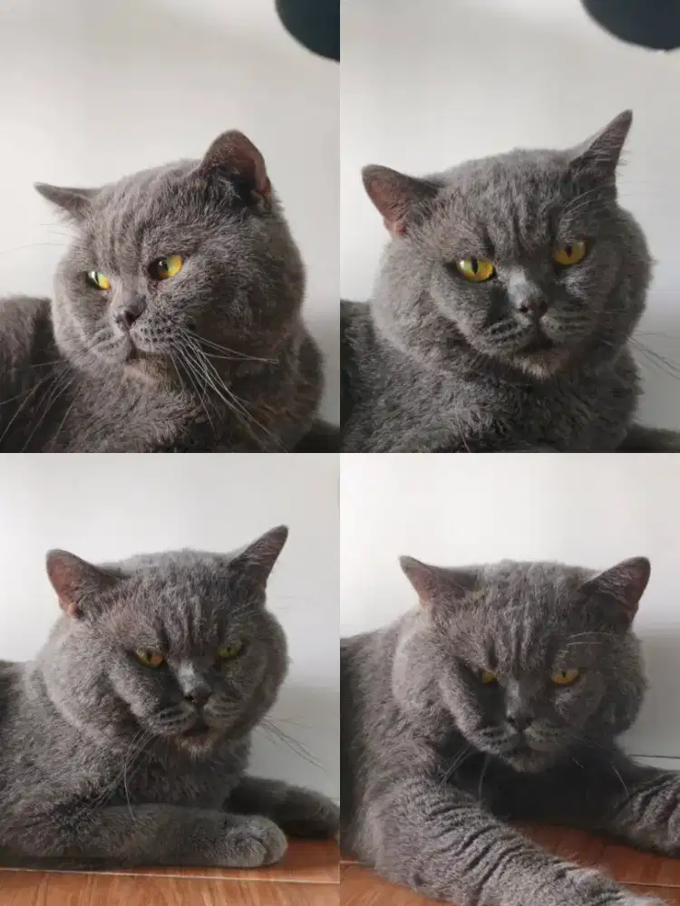 Jasa pacak kucing bsh blue solid