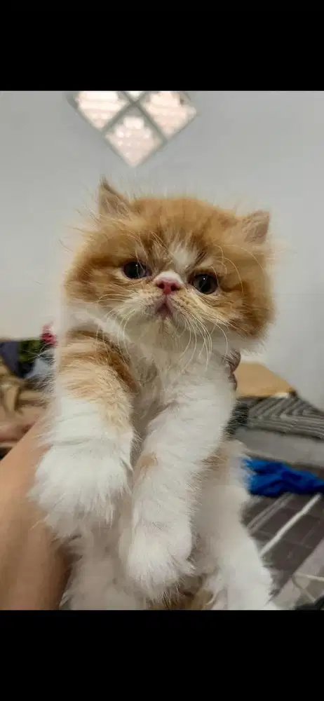 Open Adopsi Kucing Persia Betina 3,5 Bulan
