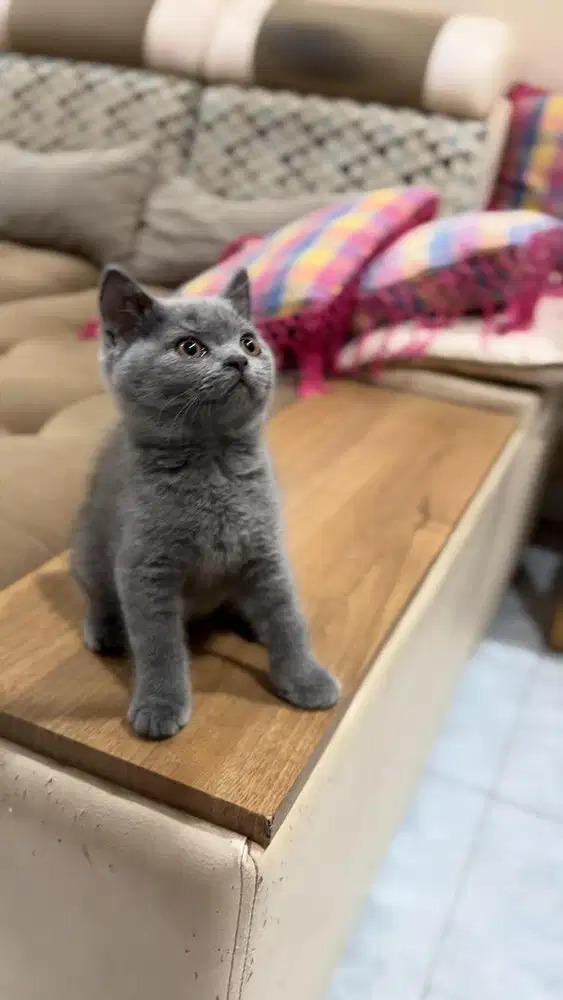 BSH Blue Carrier Cinnamon