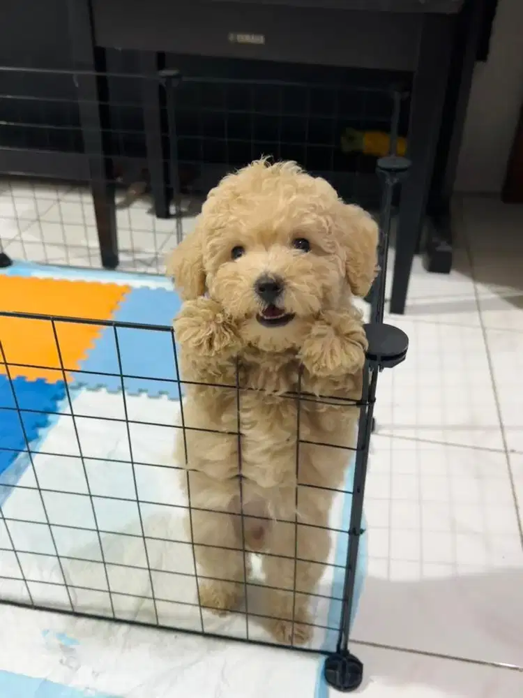 Toy Poodle (Cream)