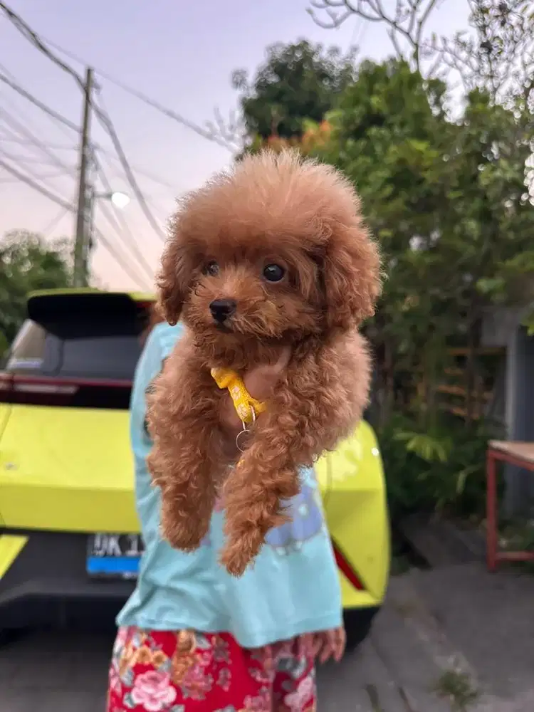 Tiny Toy Poodle