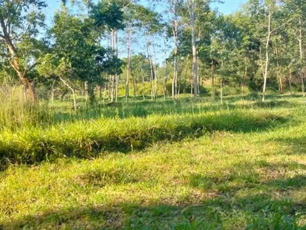 Tanah Pekarangan Luas 6000 Meter Persegi Lokasi Dekat Merapi Golf - Cangkringan Sleman
