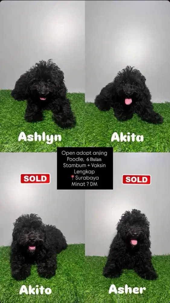 Open Adopt Anjing Poodle Hitam (Stambum Perkin)