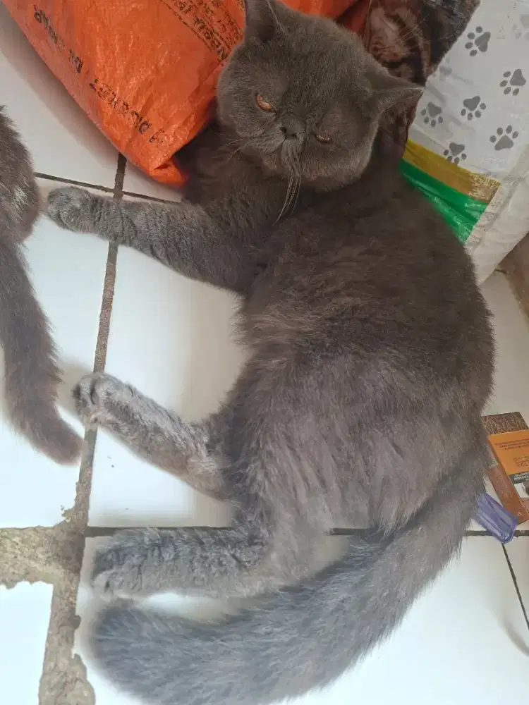Kucing Jantan Exo