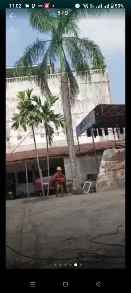 Tukang senso tebang pohon