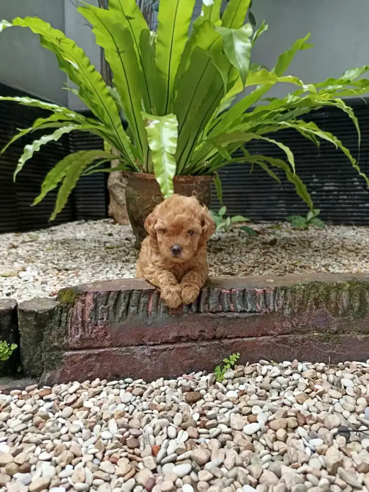 Poodle betina apricot